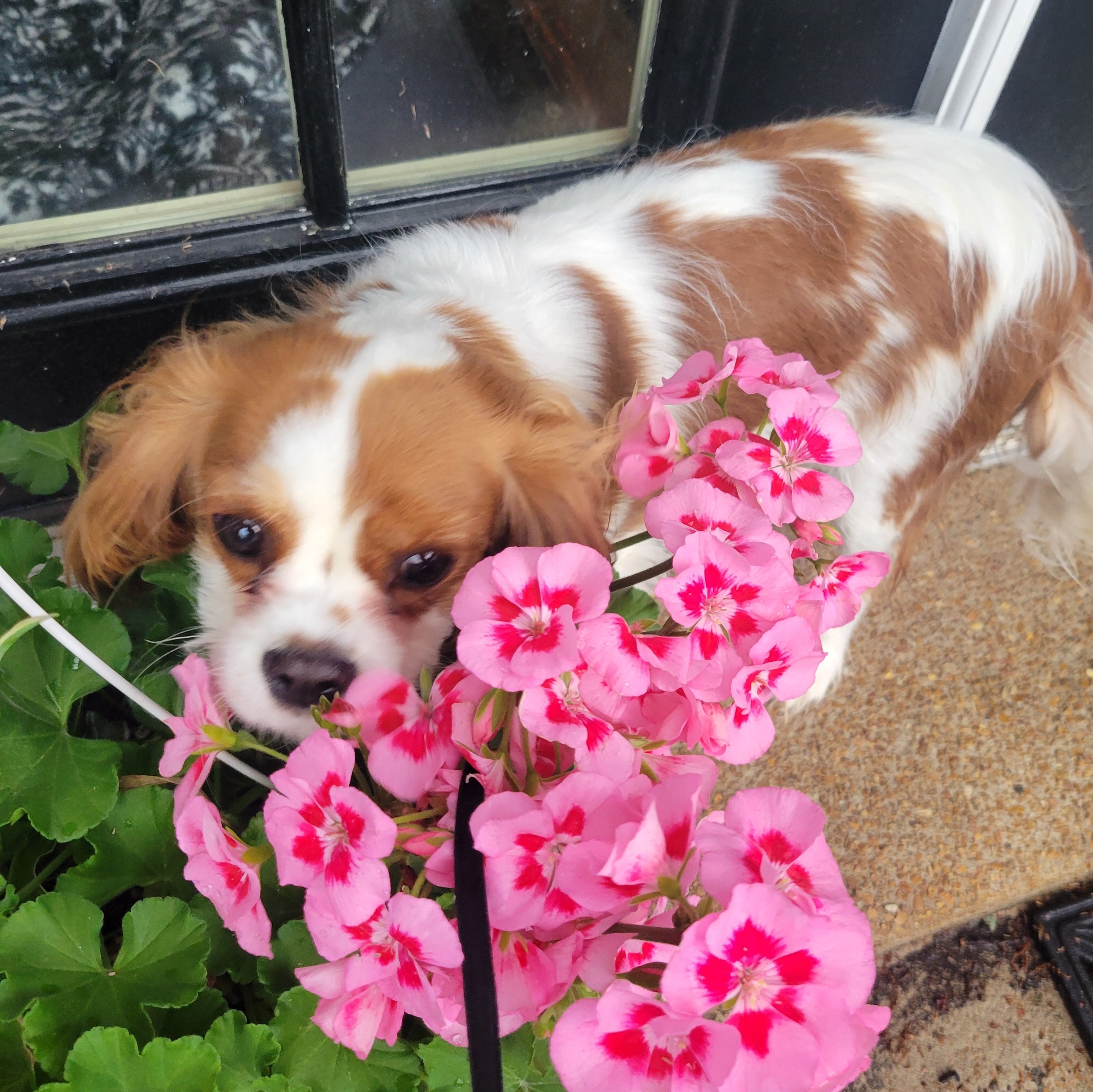 2025-04-19 B smelling flowers.jpg